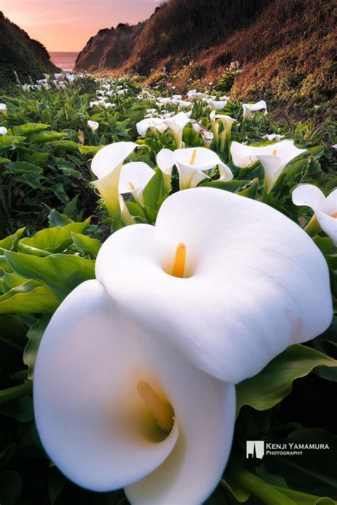 My Favorite Calla Lilly Spring At West Coast 2 Beautiful Flowers