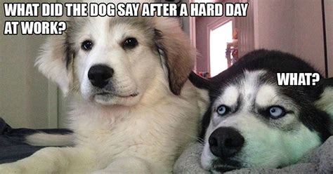 10 Best Bad Puns Dog Memes Ever Funny Dog Jokes Dog Puns Bad