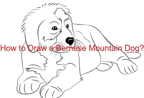 How To Draw A Bernese Mountain Dog 9 Easy Steps Animal Pedias