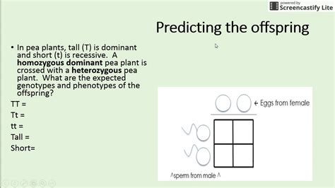 Punnett square, genetic traits, and characteristics. Unit 6 Crash Course Punnett Squares - YouTube