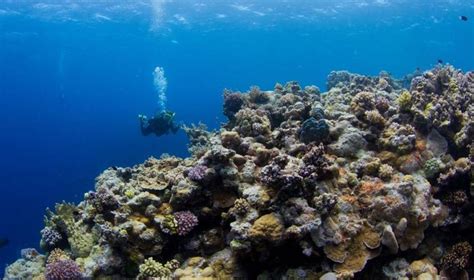 Scientists Say The Great Barrier Reef Is Officially Dying Wbfo