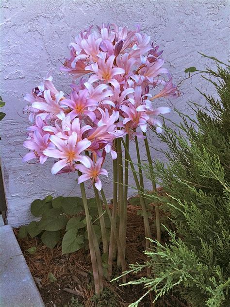 Home And Garden Lily Lycoris Squamigera Naked Lady Lily 10 Fresh Seeds Resurrection Lily Seeds And Bulbs