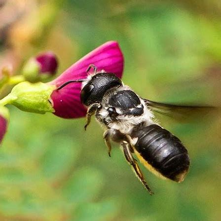 Removing bees does not have to be expensive, though. Gallery - Bees Removal Melbourne