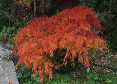 This japanese maple retained dried leaves during the winter. Dwarf Japanese Maple, lace leaf (fall). | Dwarf japanese ...