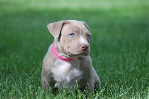 Dogs are our life companions, we take care of them and take care of them as an integral part of our family. XL PITBULL PUPPIES FOR SALE | PIT BULL PUPPIES AVAILABLE NOW