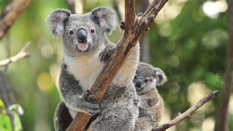 Australian Animals Tourism Australia