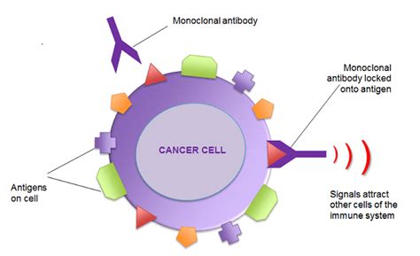 How Is Cancer Treated By Monoclonal Antibody Drugs