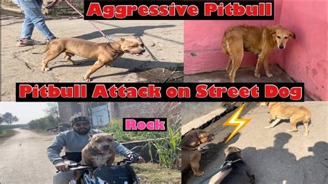 Pitbull Attack On Street Dog Pitbull Fight Aggressive Pitbull Dog