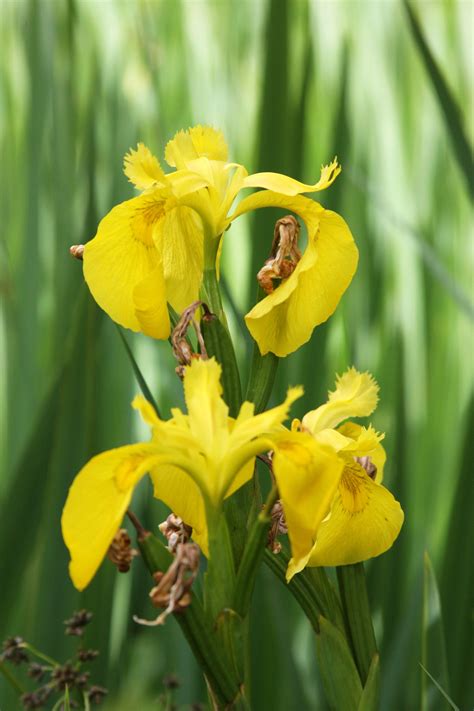We did not find results for: Wild yellow irises. Along old highway 30, near Viento ...