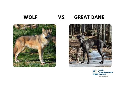 Timber Wolf Size Chart