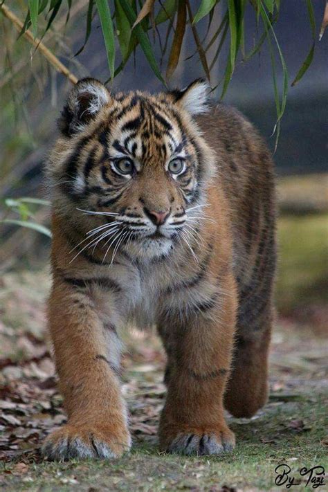 Sumatran Tiger Is Smallest Subspecies Of Tiger In The