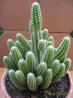 Esos son los valores con los que cactus del norte comenzó. Chamaecereus silvestrii. Nombre común o vulgar: Cactus ...