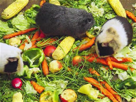 Guinea pigs can eat a wide variety of fruits, vegetables and herbs with some of their most popular foods being lettuce, kale, parsley, coriander, cucumber, carrot, sweet bell peppers, tomato and apple. Guinea Pig Food