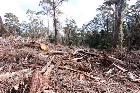 Loss Making Native Forest Logging On The Nsw North Coast May Be