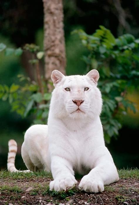 White Siberian Tiger Beautiful Cats Animals Beautiful Beautiful Soul