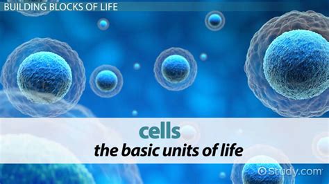 Cell Lesson For Kids Definition And Types Lesson