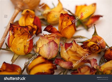 Yellow Red Roses On White Background Stock Photo 545534755 Shutterstock