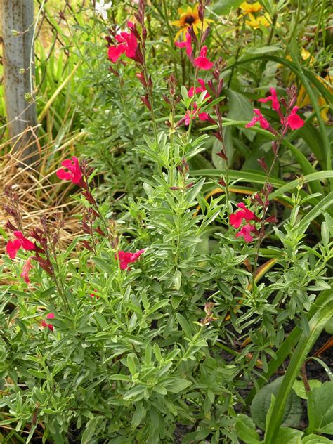 Basically, you're getting a jump start on them. Mary's Louisiana Garden: Salvias and Susans