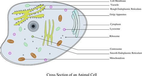 Check spelling or type a new query. Top 50 Questions of Plant and Animal cell