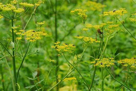 Wild Parsnip Harmful Invasive Plant In The Adirondacks
