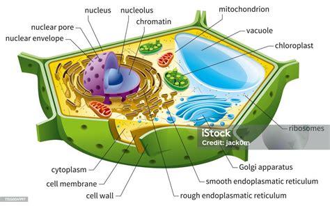 Plant Cell Structure Stock Illustration Download Image Now Istock