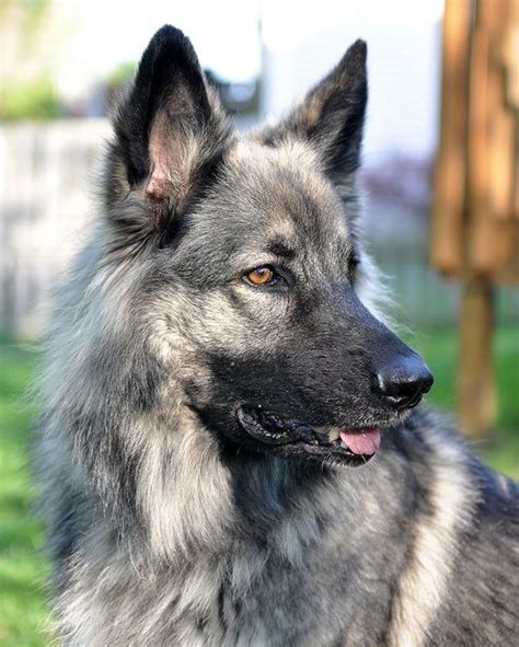 9 Dog Breeds That Are Amazingly Similar To German Shepherds