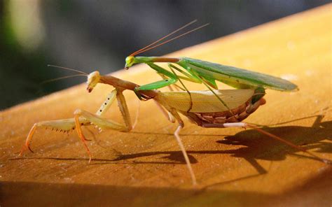 Male Vs Female Praying Mantis What Is The Difference Insectic