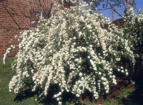 These shrubs are low maintenance privacy plants. Nosy Neighbors? Plant Some Privacy With These Fast-Growing ...