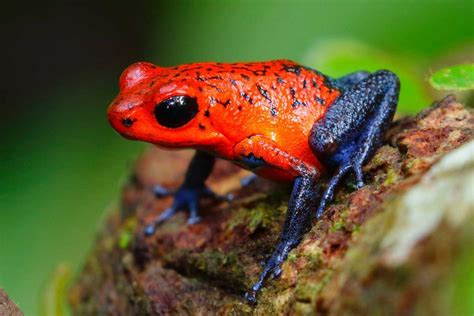 Poison Dart Frog Facts Dendrobatidae Colorful Patterned Frogs