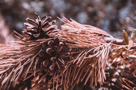 Closeup Of Brown Pine Needles With A Shallow Depth Of Field Stock Photo