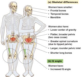 Difference Between Male Female Skeleton My Xxx Hot Girl