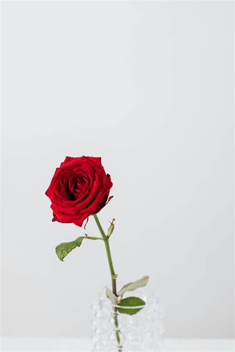 Aesthetic Red Rose White Background Vlrengbr