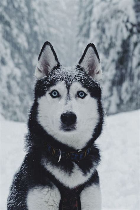 What A Beautiful Siberian Husky Look At Those Eyes