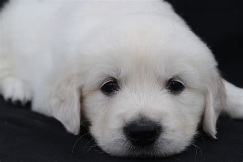 Golden retriever puppies for sale. BOY PUPPY: English Golden Retriever puppy for sale (North Manchester, Indiana) | VIP Puppies ...