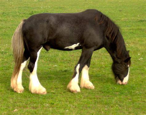 Tiedostoshire Horse Wikipedia