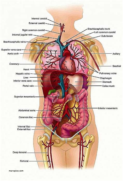 Male and female reproductive organs of the body. Internal organs diagram