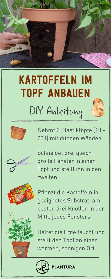 Aber zumindest gibt das einen anhaltspunkt, wie viele pflanzen man bräuchte, um sich selbst zu versorgen. Kartoffeln im Topf anbauen: Anleitung & Video ...