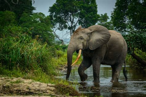 Gabon Forest Elephants Numbers Collapse By 80 Cosmos Magazine