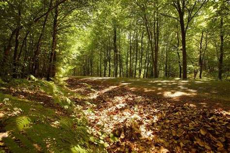 Les Plus Belles Forêts Des Pays De La Loire Gâvre Mervent Vouvant