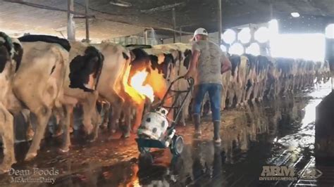 New Video Shows Cows Being Speared Burned At Another Florida