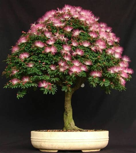 The plant is not difficult to grow, but it doesn't have a very long lifespan if grown indoors. 10 Mimosa (Albizia Julibrissin) Seeds, Rare Exotic Home ...