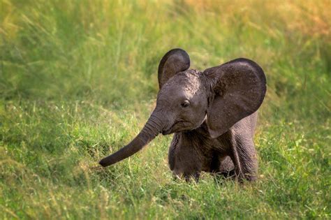 18 Cute Pictures Of Baby Elephants