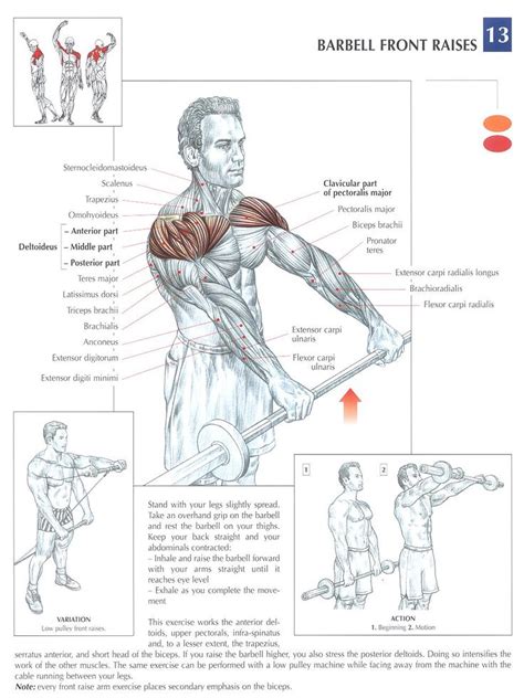 In general, these are the flexors of the for those who have poor flexibility, tight hamstrings and want a simple program that will help them to get looser in a. 17+ best images about Fitness on Pinterest | Workout posters, Triceps and Chest workouts