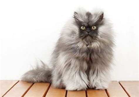 Because who doesn't like fluffiness? 14 Of The Fluffiest Cats You've Ever Seen - Part 2