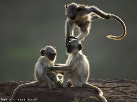 Monkey Play Funny Monkey Pictures