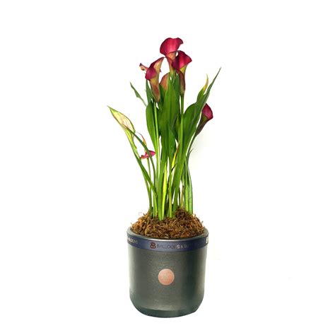 Potted Calla Lily Beauty Scout