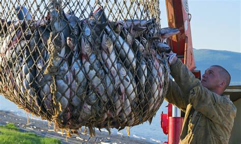 Riduzione Della Pesca Normativa Problematiche E Possibili Soluzioni