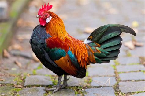 What Breed Of Roosters Are Used In Cockfighting Cockfighting Bets