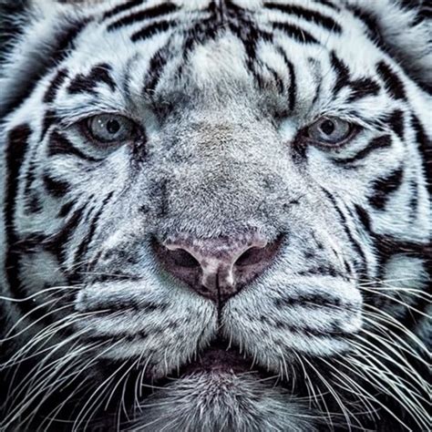 Animal Faces - 3 list