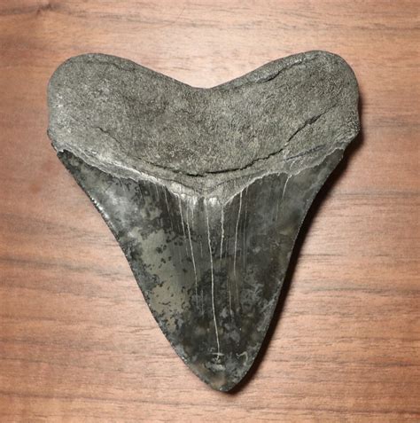 Megalodon Shark Tooth For Sale 439 Inches Fossil Realm